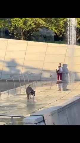 So cute #pet #funny #viral #fundog #bully 