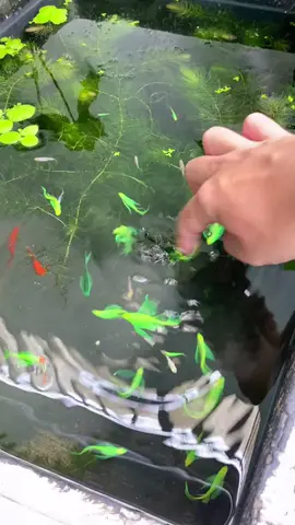 Sọc ngựa cánh tiên top view vẫn cứ là đỉnh 😁😁😁 #LearnOnTikTok #xuhuong #cacanh #bểcácảnh #topview #socnguacanhtien 