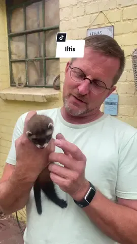 Heute mal ein kleiner mini Vlog ✌🏼😊 Spendenkonto: Paypal: wildtierhilfe.auenland@gmail.com #wildlife #followformore #summertime2023 #wildanimals #wildtierrettung #animals #wildtierhilfe #tiktok #wildliferescue #ehrenamt #tiktokdeutschland #Vlog 