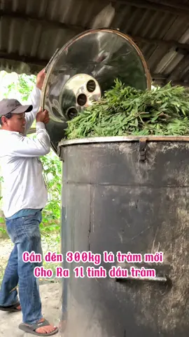 300kg lá tràm chỉ chiết xuất được 1 lít tinh dầu tràm Huế #longvideos #tinhdautram #tinhdautrambeyeu #beyeu #trangdautramhue 