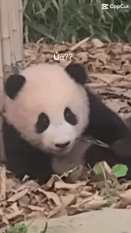FuBao ko phải gần đây mới có mấy kiểu liếc liếc đâu, từ bé đã biết xéo xắt rồi nha 😃. #fubao #funny #vuive #haihuoc #cười #gautruc #panda #baopanda🐼💕🐼 #xuhuong #xuhuongtiktok 
