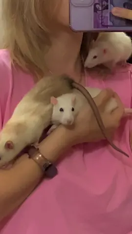 я не знаю как так получилось.. #крысы #крыса #пацюки #пацючки #крысовод #rat #ratsoftiktok #fyp #animals #recommendations #рекомендации #крысиноелогово 