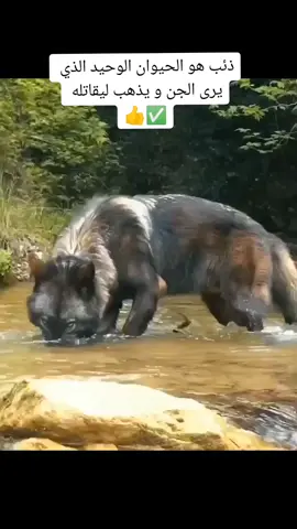 #سبحان_الله #tiktok #المغرب🇲🇦تونس🇹🇳الجزائر🇩🇿تركيا🇹🇷_العراق🇮🇶 #ذئب 