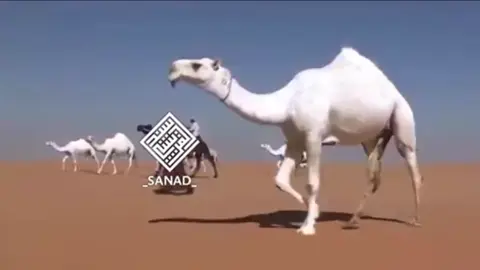 مير والله ماعلى الدنيا طـــــــــراه كان مالك مـــــع هـــــل الذيدان ذود  #حثلان_بن_ناصر #سبيع_الغلبا 