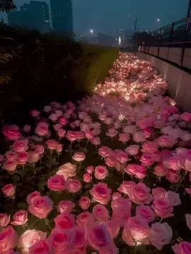 #هدوء_الليل #fypシ #viral #ورد #rose #tiktok #night #pictures 