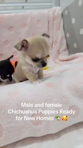 Adorable Chihuahua Puppies Ready For Adoption 🥰❤️Send me a message for more Information! #teacuppuppies #teacups #teacupchihuahua #teacupchihuahuasoftiktok #chihuahuaforadoption #teacuppuppiesnearme