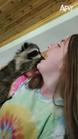 “You really *trashed* these teeth” - 🦝 #afv #raccoon #pet #animal 