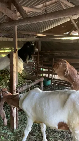 Adem Janan Sedulur  #kambingqurban2023 #videokambinglucu #fypシ #fypシ゚viral🖤tiktok #fypシ゚viral🖤tiktok #limbangan #kambinggoodlooking #fyp 