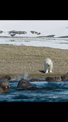 #arctic #polarbear #tiktok 