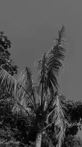 #CapCut  pancen iki takdire aku raiso ro koe #fyp #masukberanda #templatecapcut #gondrekaja 