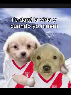 Viva el Perú crj 🇵🇪✌️ #peru #perro #peru🇵🇪 #meme  nosé editar pero aún así 👍