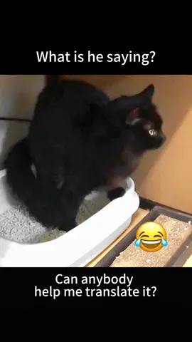 🥹🥹🥹@petpetpals @petpetpals #catsoftiktok #funnycat #cattalk #petcat #blackcat #PetsOfTikTok #fypシ゚viral #fypage 