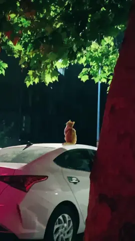 #sad #cat #galau #melamun #fyp #viral 