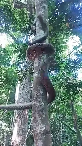 OOO gitu manjat nya ular! #binatanglucu #ngakakkocak #tamansafari #hewanpeliharaan #tamansafariindonesia #hewanlucu #kebunbinatang #hewandidunia #hewanimut #kebunrayabogor #lucuaja 