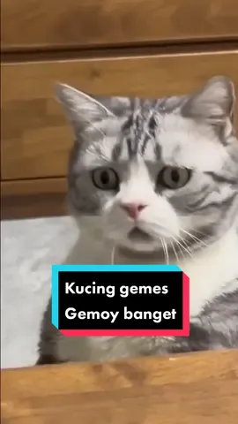 Kucing gemes, gemoy banget Kamu pelihara kucing berapa ekor teman teman? cute#cat #котик #고양이 #cutepet #meowmeow #قطة #貓 #cute cute!. lucu!. милa!. مضحك!.💕