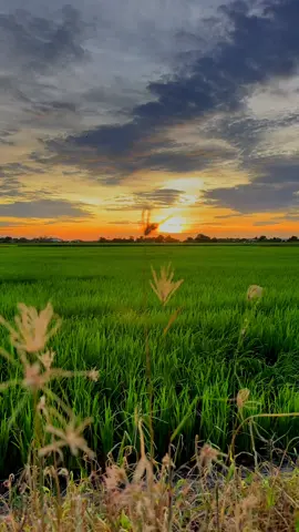 #วิว #วิวทุ่งนาสวยๆ #วิวทุ่งหญ้าสวยๆ🍂🍃🌿 #วิวทุ่งนาบ้านนอก #วิวทุ่งนา 