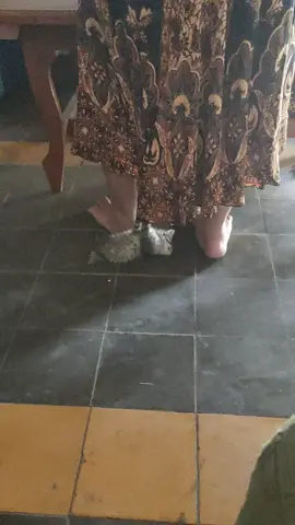 cosplay jadi kepompong 🤦‍♂️🤦‍♂️ #kucing #fyp #fypシ 