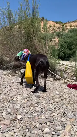 Al rico helado! ya llegaron los helados al río. #helados #alricohelado #perravendedora #dogs #quierosalirenparati #parati #foryou #fyp #matarraña #vacaciones 