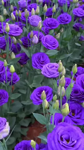 Natural Scenery#Cure#Eustoma grandiflorum#Purple flowers.#Stunning time.#Romantic years#Beauty is dedicated to you who know how to appreciate.#Remember to follow and give a like if you like it 👍
