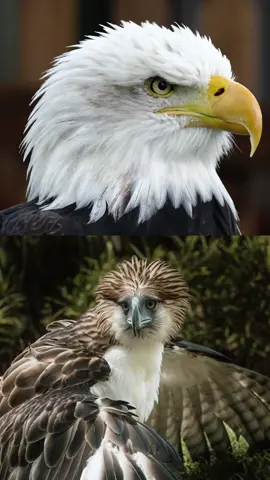 American Eagle vs Philippine Eagle 🦅🦅 #eagles #americaneagle #philippineeagle #philippinestiktokers🇵🇭 #birds #animals #wildanimals 