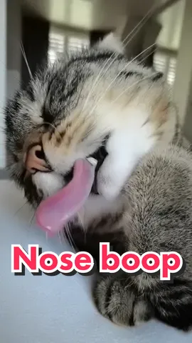 Wait for the nose boop 😋 #cat #cat #funnycat #catsoftiktok 