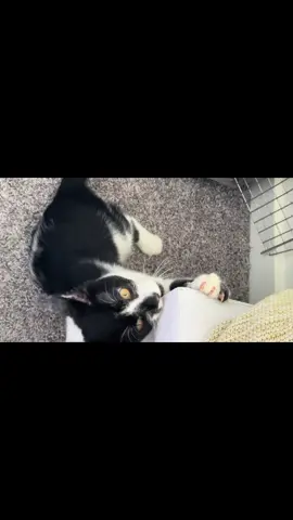 summerrrr #romeo #foryou #fyp #Summer #catsoftiktok 