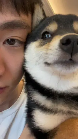 #shiba #shibainumanyu #dogsoftiktok #cute 