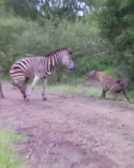 Unseen Intense Footage Hyenas attack Zebra (Viewer Discretion Strongly Advised)#F #fyp #fypシ #fypシ゚viral #fypage #fypviral #fypviralシ #fypviraltiktok🖤シ゚☆♡ #fypvirall #video #videoviral #videoviralitiktok #viral #viralvideo #viraltiktok #videos