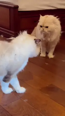 Fight every day.Cat fur flying everywhere.#cat #kitty #fight #funny #funnyvideos #angry