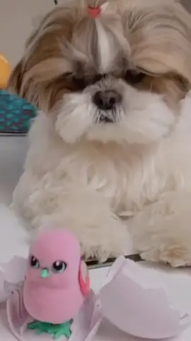 🐶🐶🐶 #pet #dog #cachorro #chien #doguinho #funny #cute #fofo #compilation 