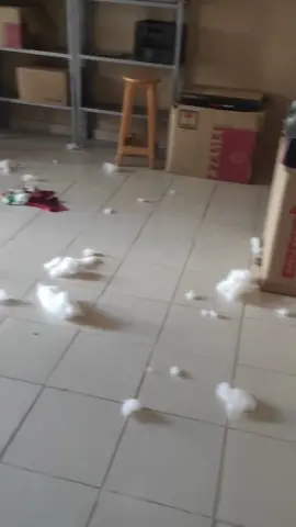 Rompio su cama la primera noche 🥺🥺#pastoraustraliano #perro #perrostiktokers 