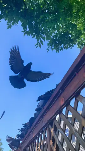 Love the sound of wings flapping around #pigeontok #flyingbirds #pigeons #pigeon #birdtok #birdsoftiktok #pigeonsoftiktok #birdlover #wildpets #wildbirds #feedingbirds #feedingtime #wildpetsoftiktok #lakelife #naturelover #natureloversoftiktok #peaceful #beautiful #flying 