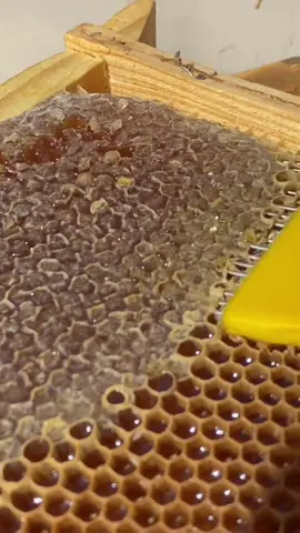 عسل honey #عسل #نحل #طبيعي #علاج_طبيعي #النحل #تربية_النحل #تغذية #honey #honeybee #honeymoon 