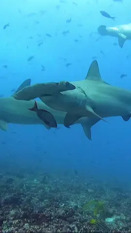 Critically endangered 🦈💔 Scalloped hammerhead sharks are threatened by commercial fishing, mainly for the shark fin trade. There's only a small number of places one can still encounter them in large numbers, including the Galápagos Islands where sharks are fully protected. To learn more about how you can help save the world's sharks, visit our 🔗 in bio. 🎥 IG 'pelayosalinas'