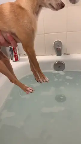 Tuco hates getting his nails clipped. #pet #pet #petlife #bond #jamesbond #fyp #foryou #chihuahua #music #tiktok #trend #funny #fun #dog