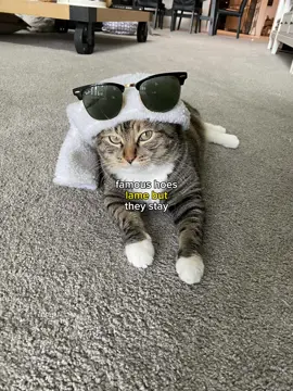 TEA TIME 🍵 best song on Utopia… 🌵🤎 #travisscott #utopia #drake #cats #hiphop #rap #raptok #cat #catsoftiktok #fyp