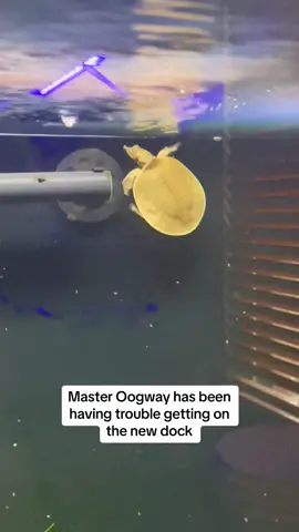 Replying to @Vall_add He isn’t the smartest turtle to figure things out. #turtle #turtletank #fishtank #pet #petbass #fishing #turtlesoftiktok 