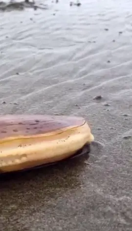 Geoduck move #geoduck #beach 