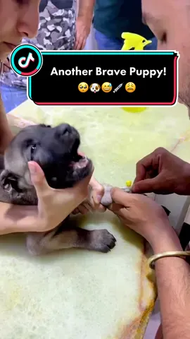 He starts shouting before enjection…!🐶😩💉💕🥺 #Brave #Bravepuppy #Nadiamedia1 #dogo #dogs #puppy #injection #vet #viral #veterian #vaccine #pet #mydog #dr #doctor #vaccination #Love #fun #funnyvideo #nadiamedia1 #doglove #dogstory #doglife #mypet #lol #lovely #mostliked #viralvideos #fear #shouting #dog #germanshepherd #pitbull #goldenretriever #husky #doberman #rottweiler #dogbreed #baby #babydog #poor #PetsOfTikTok #dogoftiktok 