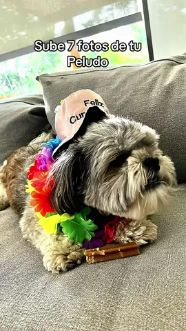 #CapCut #doglover #peludo #nutella #perrihijos 