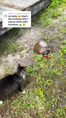 Replying to @Izzy Bella one more time for those in the back 🗣️🗣️🗣️ Unless you have been around animals in a sense of looking in their eyes and “speaking” to them then you know NOTHING if nature and how it works #trending #tortoise #beachlife ##cats##cattok##cute##pets##animals##animalkingdom##adorable##viral##women##witchtok##witchesoftiktok##witchesoftiktok🔮🌙