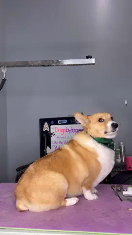 #corgi #dogs #doggrooming #dogsbylogan