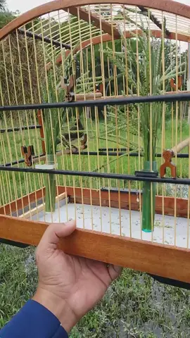 CAMPEADA COM PAPA CAPIM  #coleiroderoda #coleirofibra #coleiro #coleirotuitui #coleirobaiano 