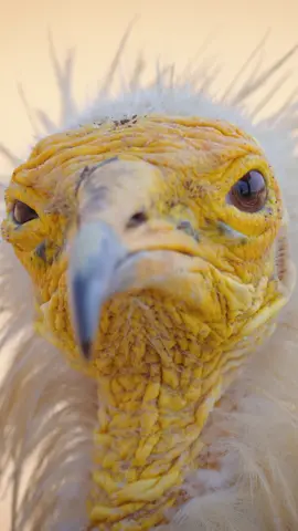 caption this.. 👀  #vulture #bird #sokotra #socotra #caption #meme #funny #animal 