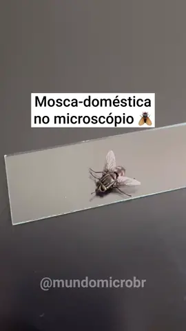 Mosca-doméstica no microscópio 🪰 #microscopio #mosca #insetos #microbiologia #mundomicro #natureza 