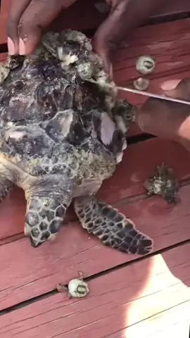 Cleaning barnacles #turtle #barnacles #save 