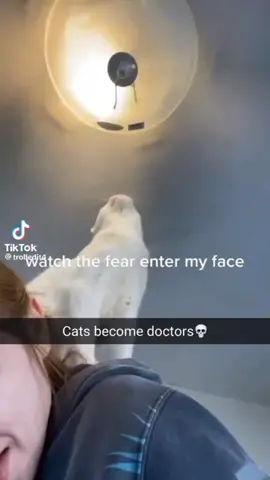 o gato mexe com ventilador e fica Calvo