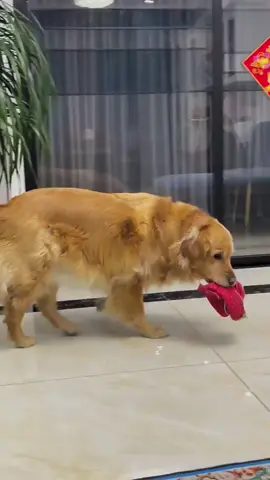 #maomao #doudou #welltraineddog #mansbestfriend 