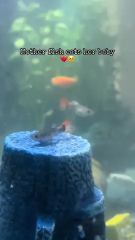 #guppyfish #guppy #moly #breeder 