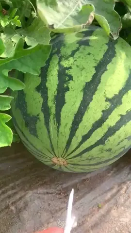 There is no better thirst-quenching fruit than watermelon 🍉. #watermelon #summerfruit #fruit 